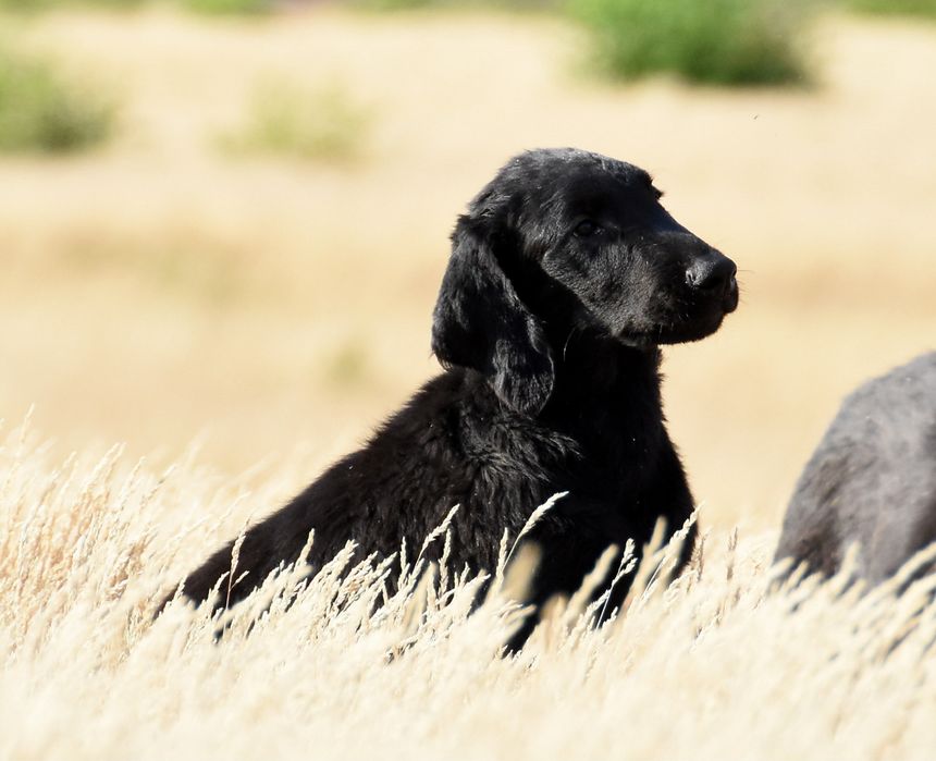 FLAT COATED RETRIEVER - czarny chłopczyk gotowy do przeprowadzki