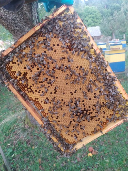 Pszczoły - Sprzedam Silne Rodziny