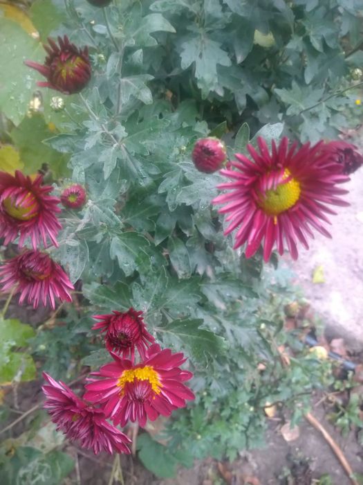 Садовые и комнатные растения