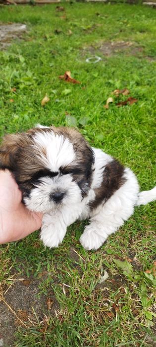 Sprzedam Shih-Tzu