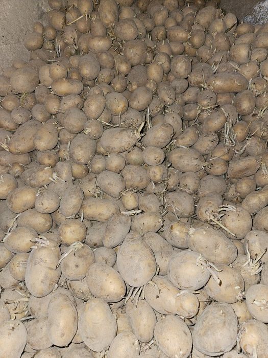 Sprzedam Ziemniaki Jelly