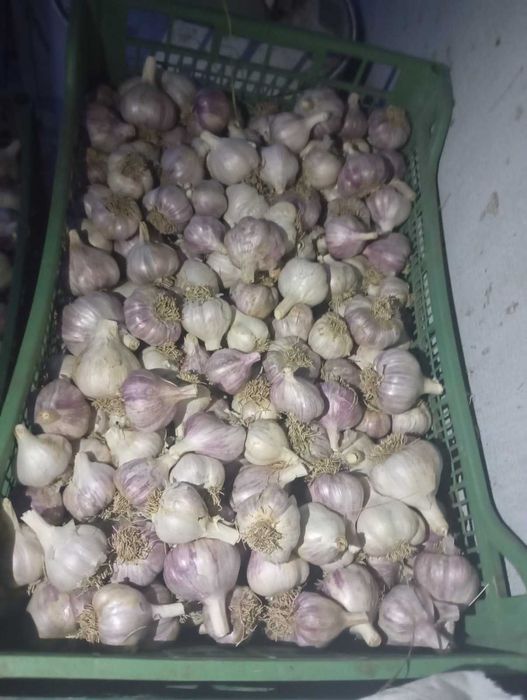 Часник  домашній