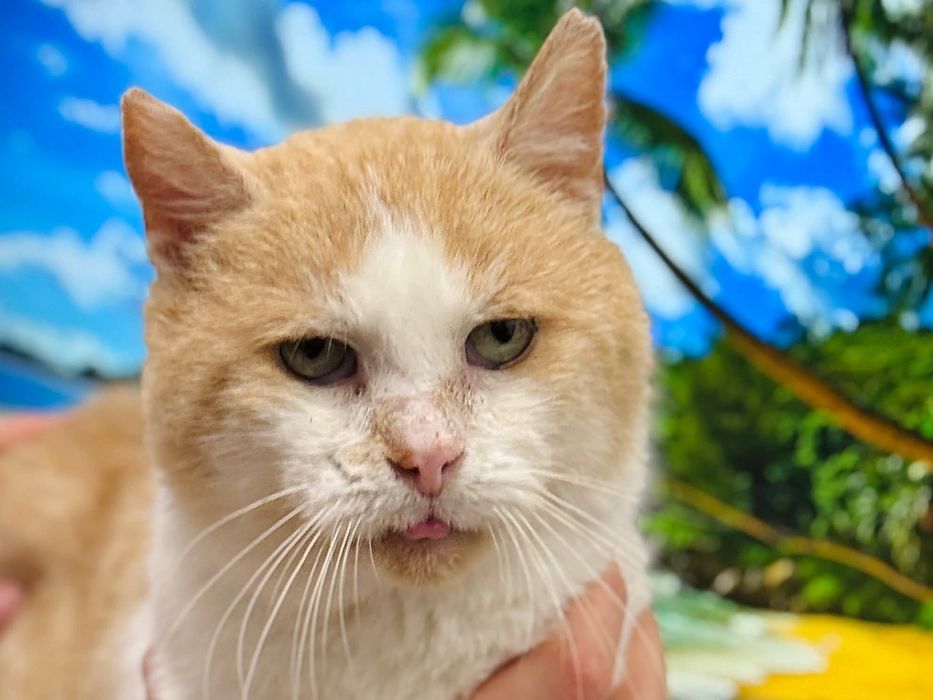 Kocurek do pilnej adopcji!
