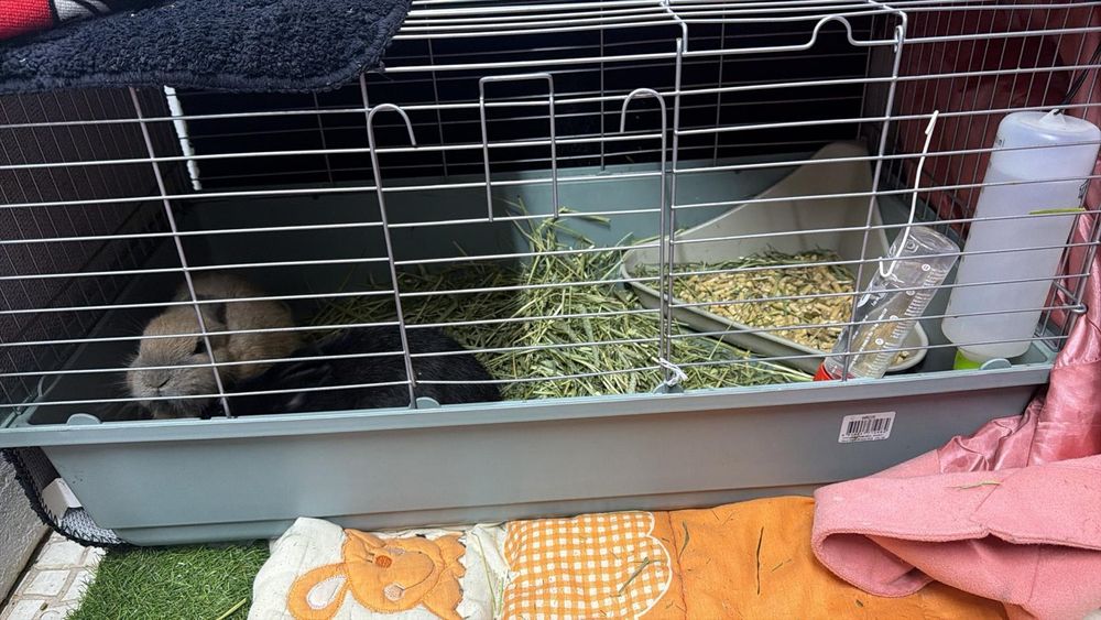 Coelhos mini Holandês