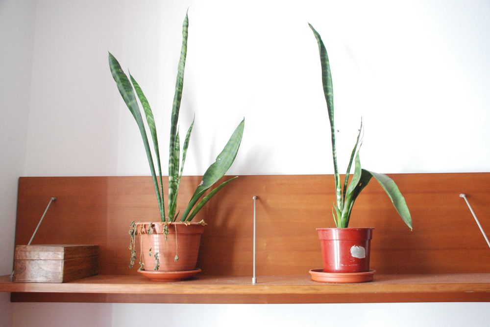 Plantas de apartamento, mosteira, espada de São George, são pedro etc.