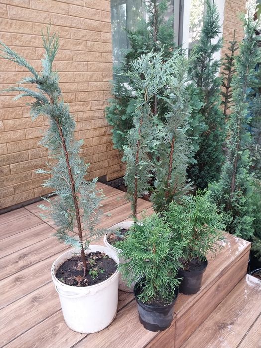 Продам Тую Смарагд