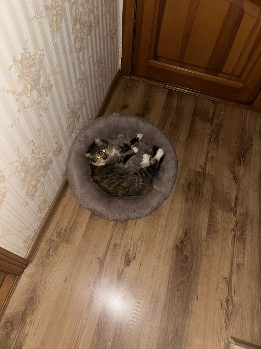 Безкоштовно Віддам кішку в добрі руки