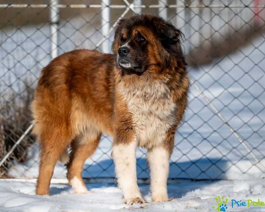 Duża w typie bernardyna suczka GRYZIA szuka kochającego domku!