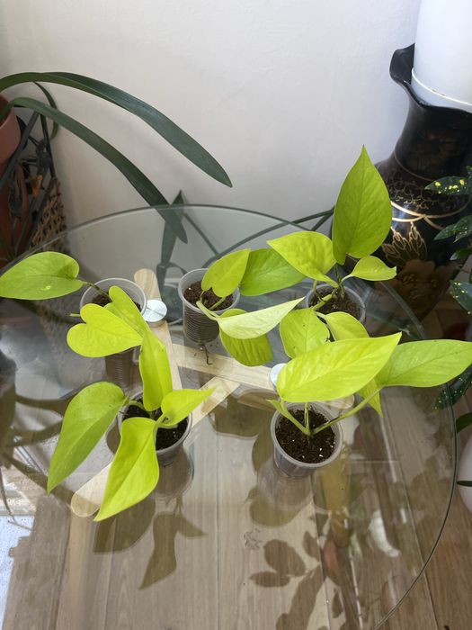 Сциндапсус епіпремнум Golden Pothos,