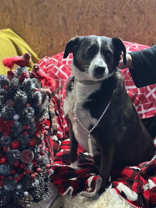 Отдаем бесплатно в добрые руки