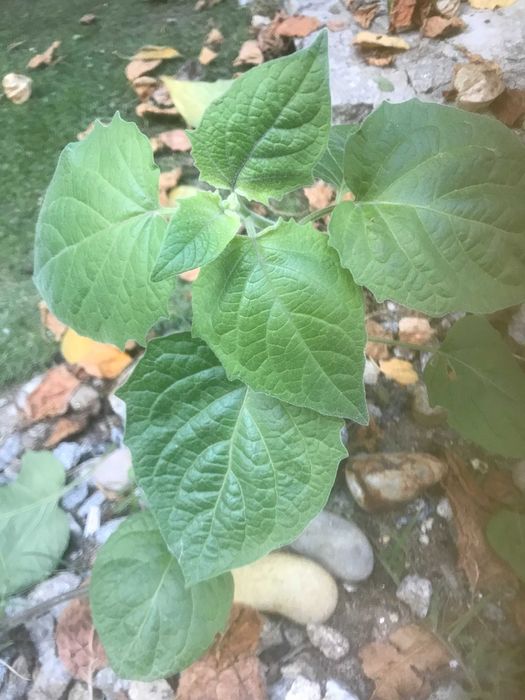 Physalis naturais  /Arbusto para plantar / LICOR/ Doce/