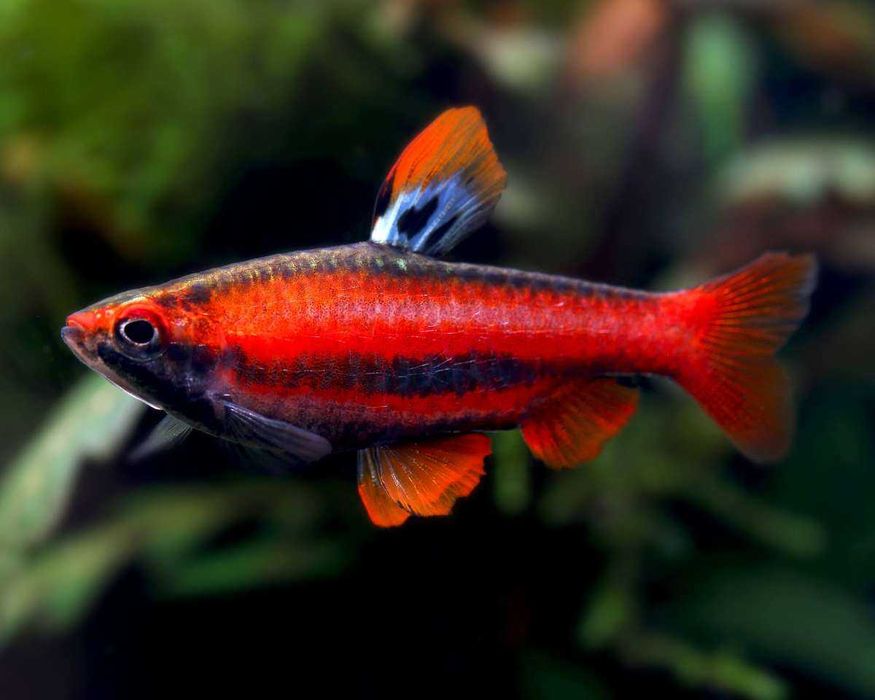 Nannostomus mortenthaleri - Drobnoustek czerwony 10 sztuk