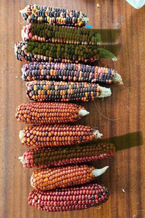 Кукурудза кольорова червона