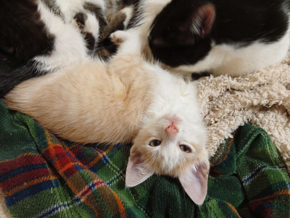 Найласкавіші найкрасивіші кошенята. Котики братики