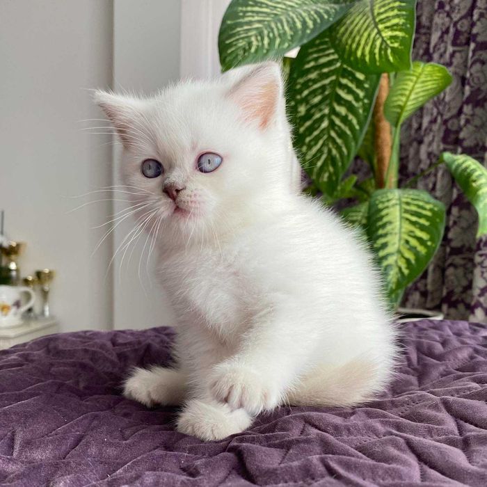 Британський лілак поінт хлопчик Фелікс