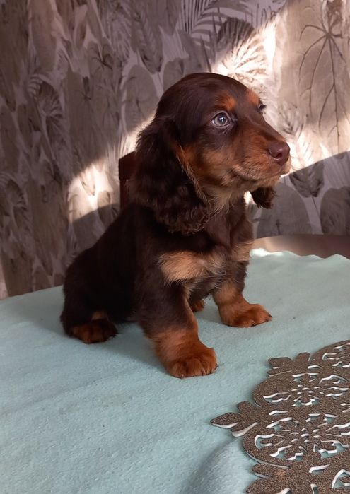 Jamnik miniatura długowłosy