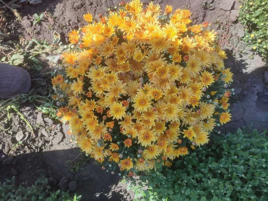 Хризантеми мультифлора