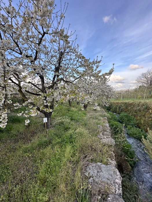 Terreno cerejeiras