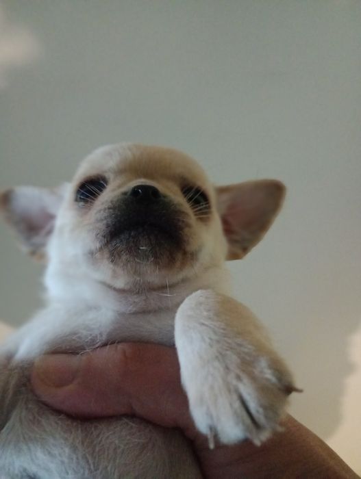 Чихуахуа цуценята