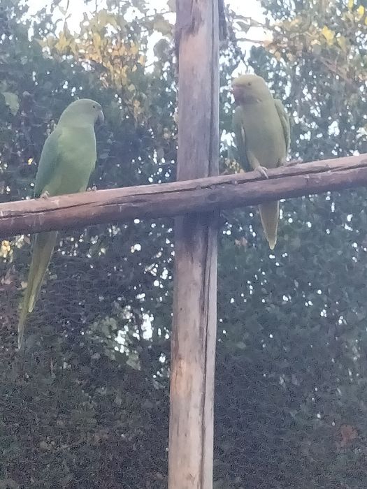 Casal de ring neck adultos