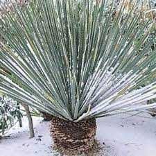 DASYLIRION WHEELERI - Meksykańska Trawa Drzewiasta