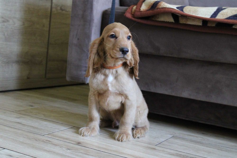 Cocker spaniel angielski Piesek