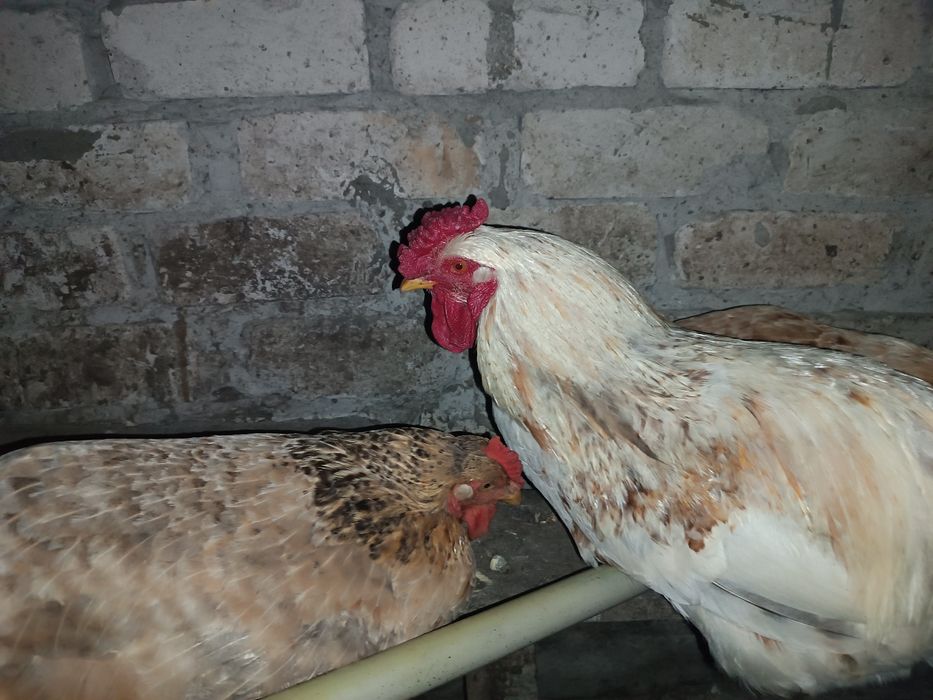 Продам курей цыплят