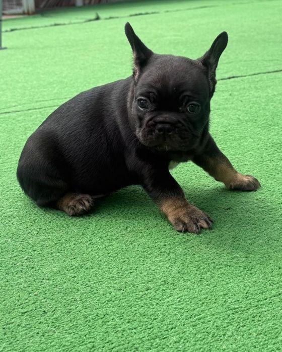 Bulldog francês macho black tan