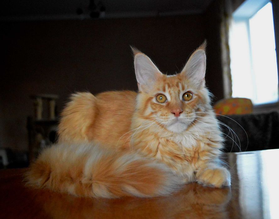 мальчик Maine Coon из именитого киевского питомника Bartalameo*UA