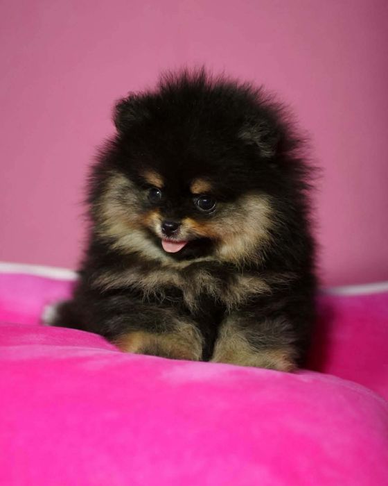 Pomeranian piesek