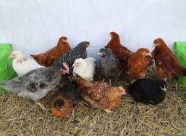 KURY nioski Rossa Messa Green Shell Dominant Tetra ! ZAPRASZAM !!