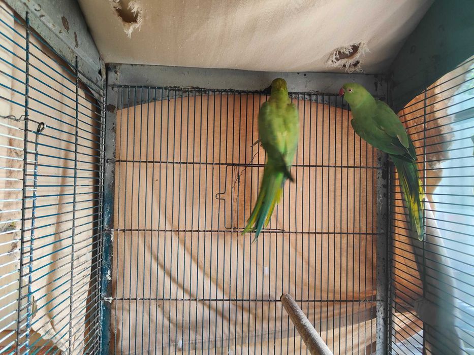 Ring necks verdes valor por cada ave