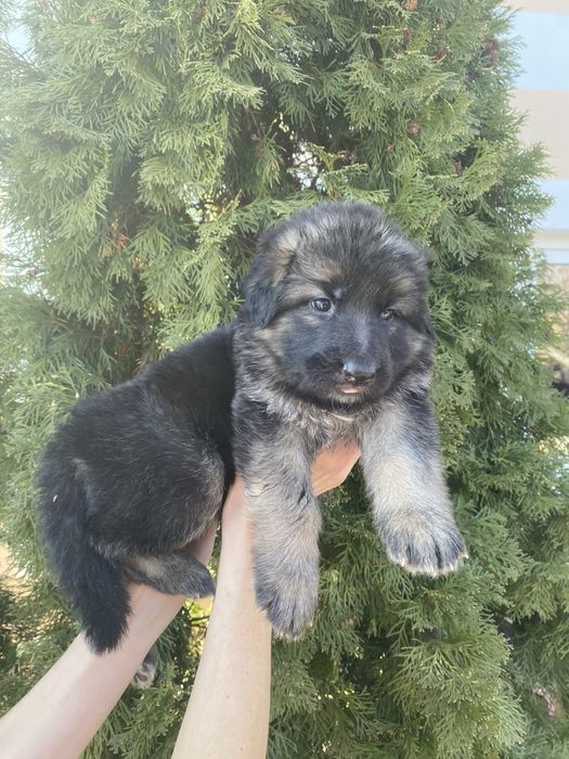 Щенки немецкой овчарки