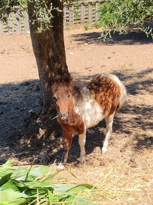 Vendo mini pônei Famea