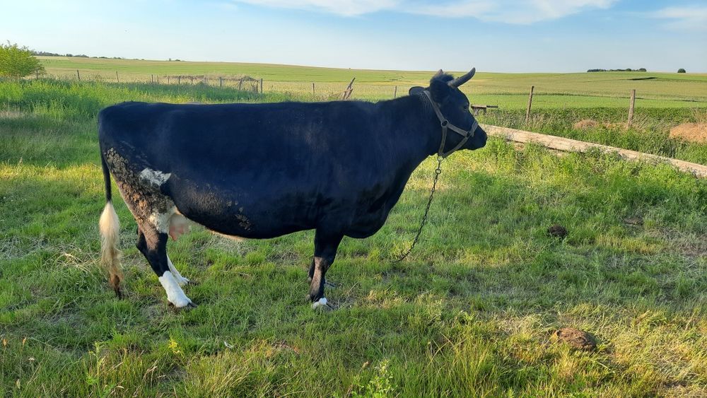 Sprzedam krowę rasy Ho