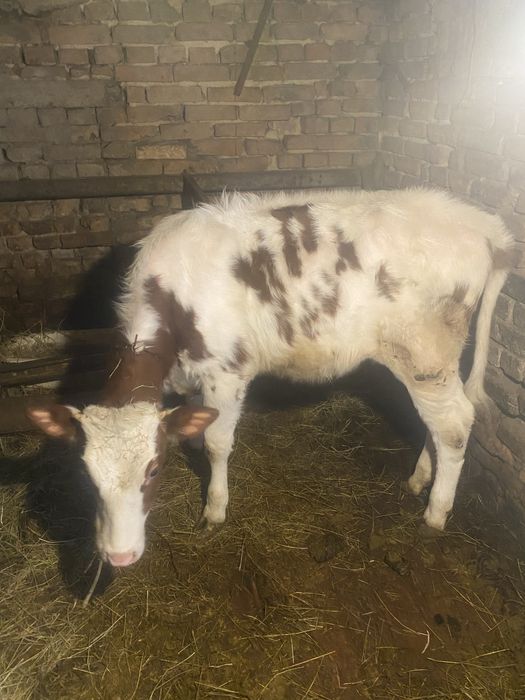 Продам телицю 6 місяців