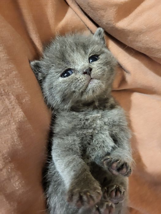 Kot Brytyjski z rodowodem