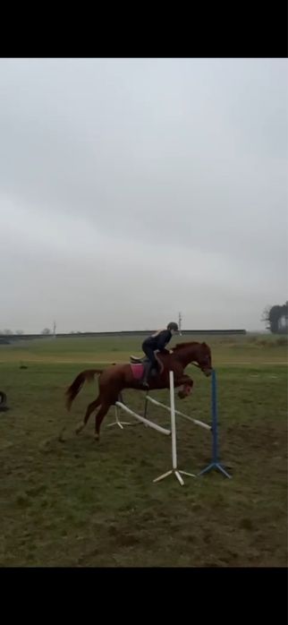 klacz 4lata zajezdzona