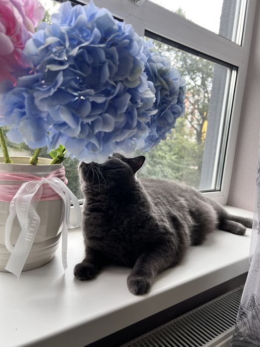 Віддам тільки в добрі руки!