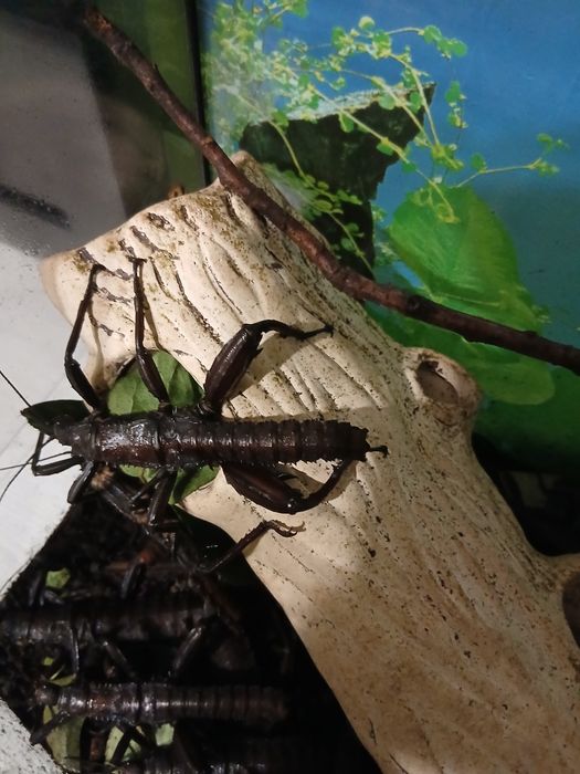 Straszyki nowogwinejskie