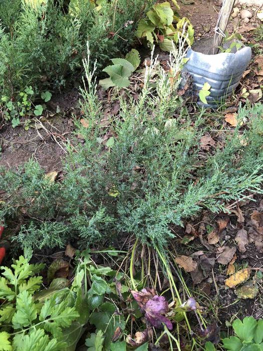 Ялівець козацький