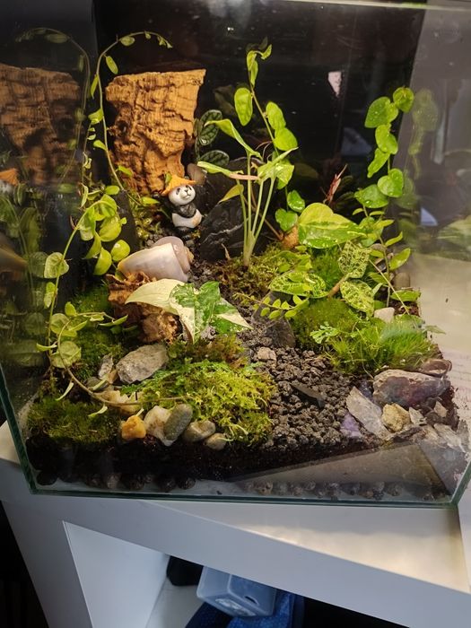Las w szkle // paludarium // Optiwhite 25x25x25cm