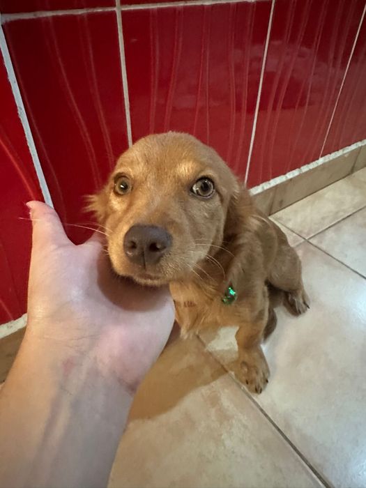 Cão para ser doado para alegrar a sua familia