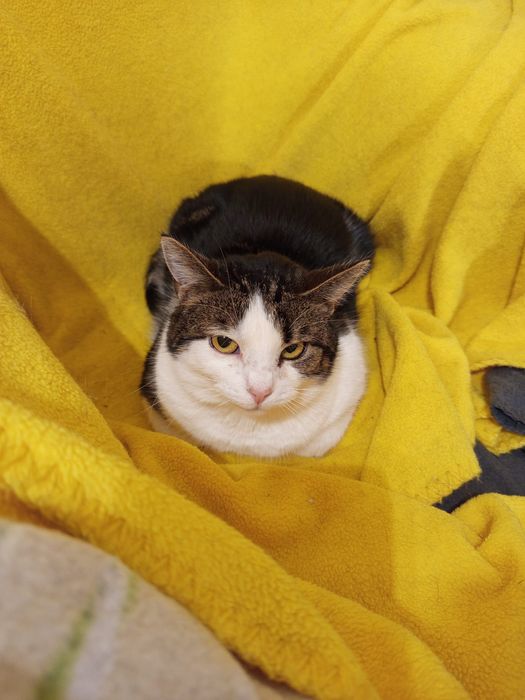 Wysterylizowana kotka szuka domu niewychodzącego