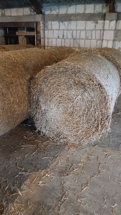 Sprzedam zboża paszowe I słomę.