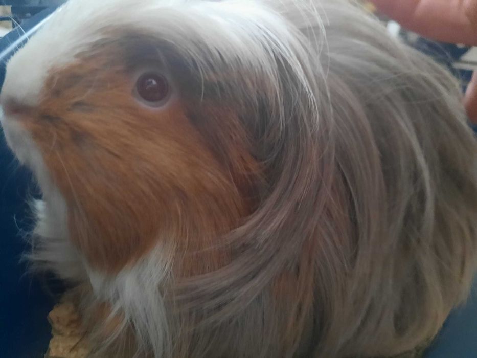 Pilnie! Klatka .Świnka morska samiczka , cavia długowłosa