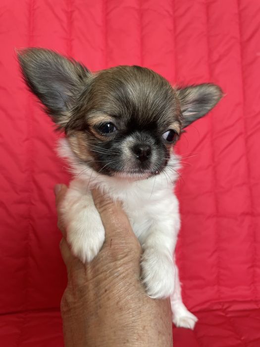 ХлопЧишечки довгошерстні