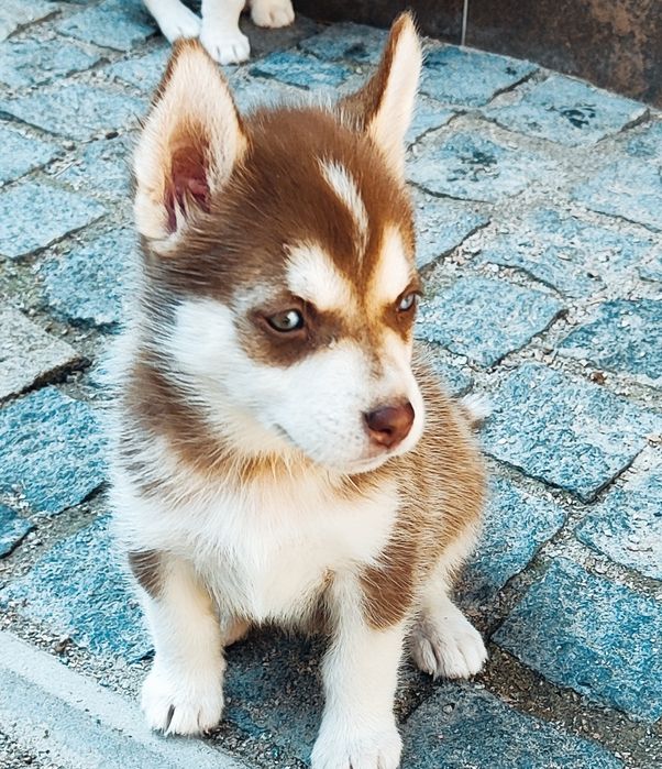 Шоколадна дівчинка та хлопчик - готові до переїзду