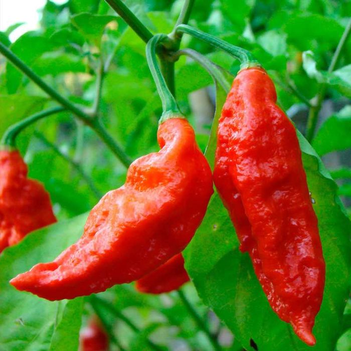 Pimenta Bhut Jolokia Vermelha (10 sementes)