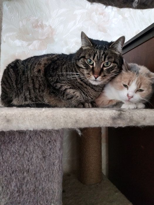 Кот 3 года бесплатно
